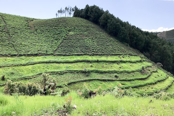 Tea on a hillside