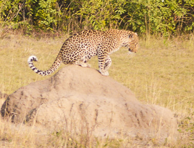 Leopard on anthill