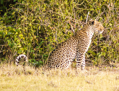 Leopard walking